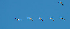 465: 725612-xw-6-fliegende-Silbermoewen-flying-herring-gulls.jpg