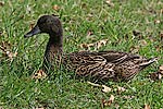 422: 010874-Stockente-f-im-Gras.jpg