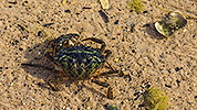 46: 433686-crab-in-shallow-water.jpg
