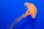 74: 024447-jellyfish.jpg