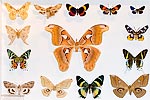 105: 024559-butterflies.jpg